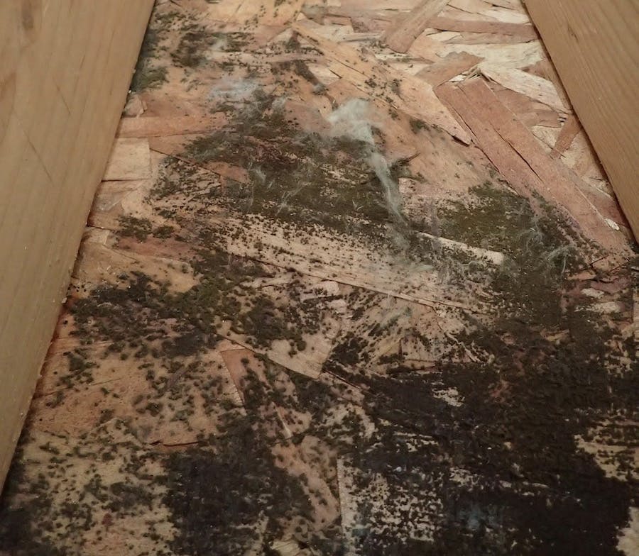 Mold On Wood