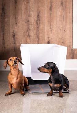 1%20 Doggy Bathroom Dacshund 1%20 Doggy Bathroom Dacshund