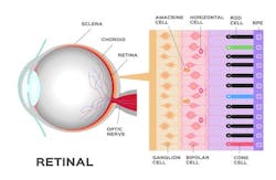 retinal anatomy retinal anatomy