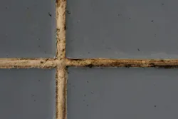 Mbns22 Microban Grout Test Untreated Mold Growth%20%281%29 Min Mbns22 Microban Grout Test Untreated Mold Growth%20%281%29 Min