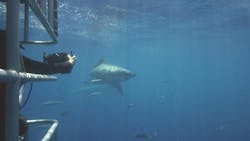 Builders Want Proof Of Performance Lp Took It To The Extreme By Sending Lp Legacy Sub Flooring Panels Diving With Sharks Builders Want Proof Of Performance Lp Took It To The Extreme By Sending Lp Legacy Sub Flooring Panels Diving With Sharks