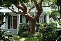 Shade trees boost a home's curb appeal for homebuyers Shade trees boost a home's curb appeal for homebuyers