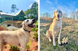 Dog at jobsite with best of social award Dog at jobsite with best of social award