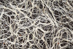 fungal mycelium fungal mycelium