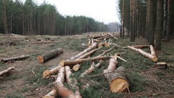Trees being cut down in a national forest to boost U.S. timber production Trees being cut down in a national forest to boost U.S. timber production