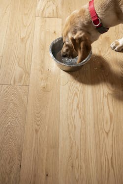 dogwood_dw1_3999_1 dogwood_dw1_3999_1