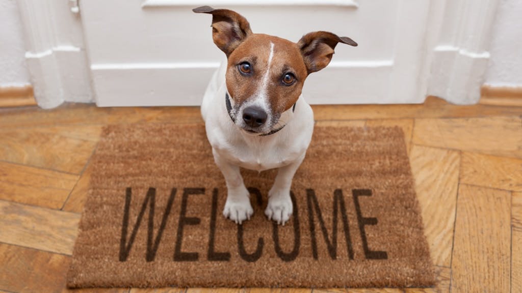 Dog sitting on a welcome mat